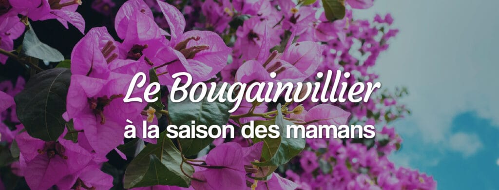 Un Bougainvillier pour dire Bonne fête maman bougainvillier en livraison en france
