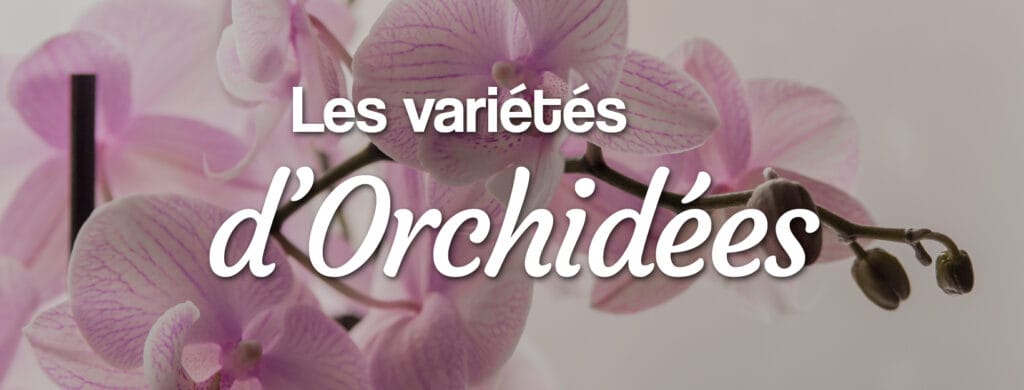 Quelles sont les différentes variétés d'Orchidées les variétés d'orchidées