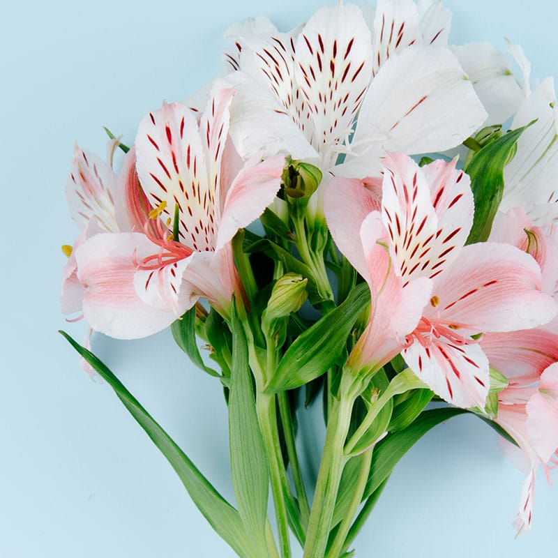 Alstroemeria en bouquet
