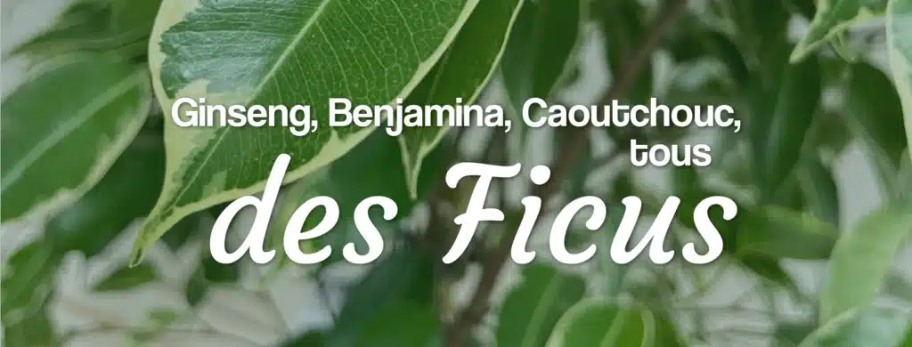 Ginseng, Benjamina, Caoutchouc, tous des Ficus livraison de variété de ficus