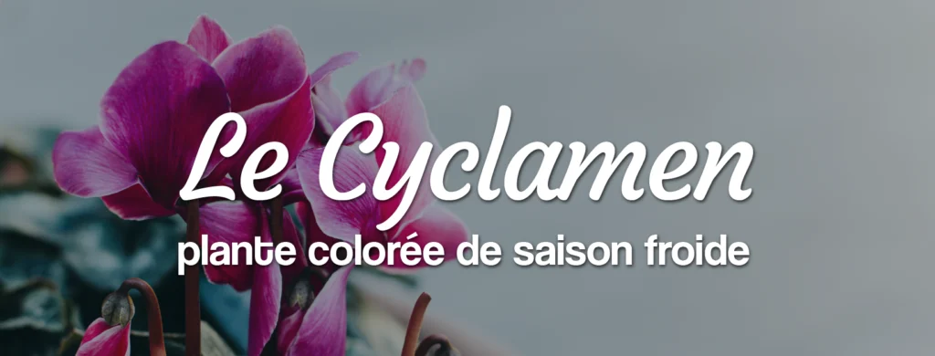 Cyclamen coloré plante de la saison froide