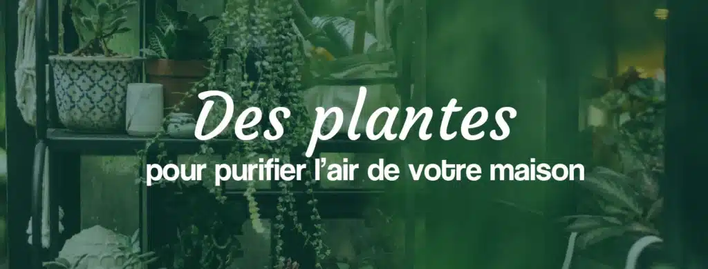 Des plantes pour purifier l'air de votre maison