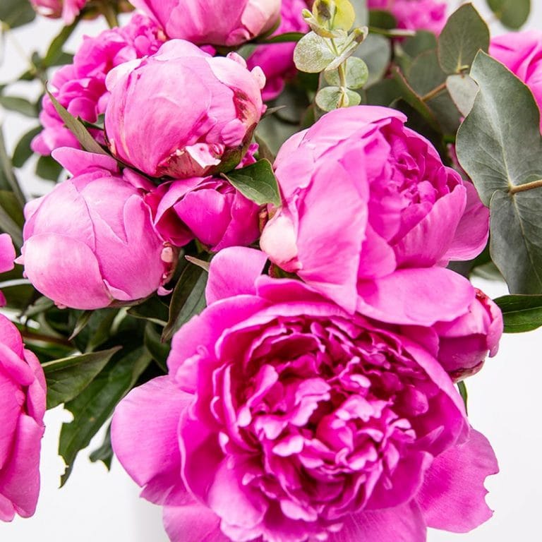 5 fleurs à offrir pour la Fête des mères Bouquet star pivoine rose foncé fleur de la fête des mères