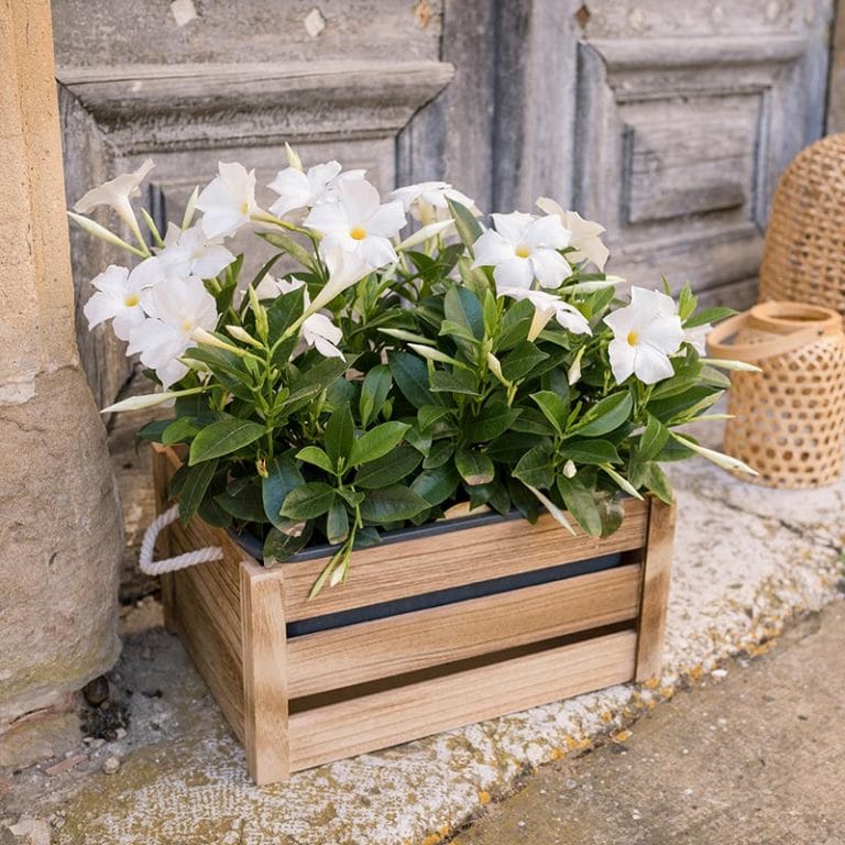 Fleurs de mai : la Pivoine et 3 fleurs de saison Dipladenia blanc jardinière UNE PROFUSION DE FLEURS TOUT L'ÉTÉ PLEIN SOLEIL. LE DIPLADENIA RESISTE AUX ÉTÉ CHAUD . PLANTE EN JARDINIERE DE 50 CM Le Charmant Plante