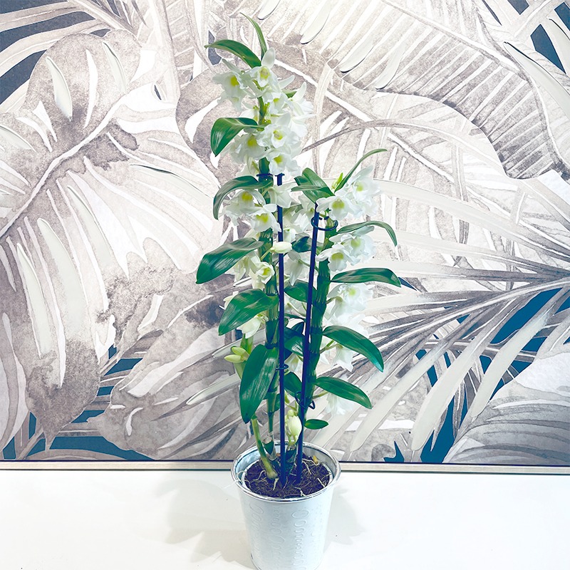 Orchidée Dendrobium blanche - Plante - Plus de Fleurs