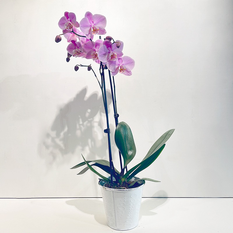 https://www.plusdefleurs.com/wp-content/uploads/2020/05/Orchidee-phalaenopsis-violette2.jpg