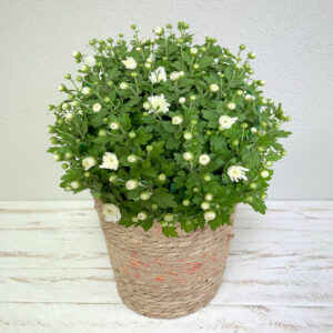 Plante Chrysanthème blanc en fleurs en pot pour la Toussaint