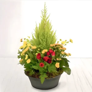 coupe de plante chaleureuse