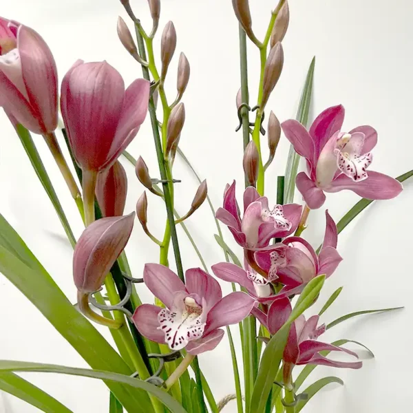 Orchidée Cymbidium plante fleurs roses