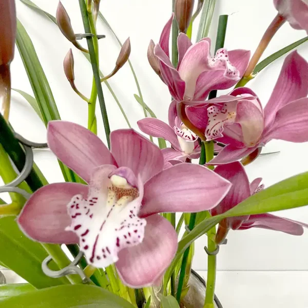 Orchidée Cymbidium plante fleurs roses