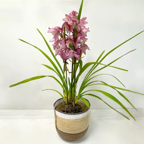 Orchidée Cymbidium plante fleurs roses