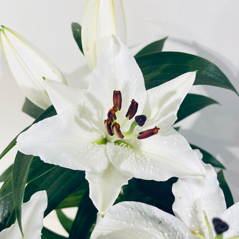 lys blanc à planter en jardin