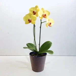 orchidée phalaenopsis jaune