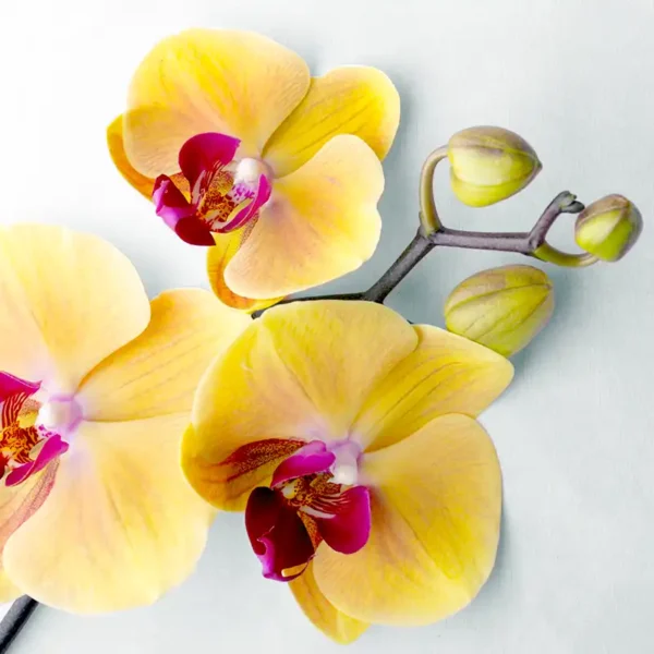 orchidée phalaenopsis jaune