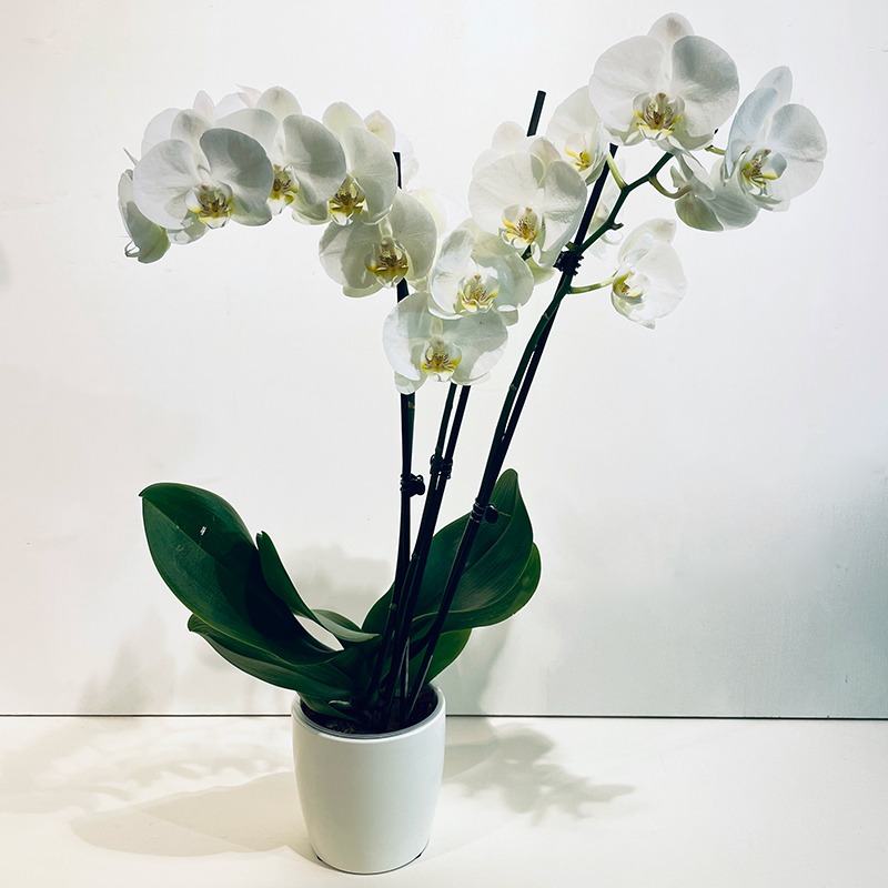 Orchidée blanche 2 tiges dans cache pot
