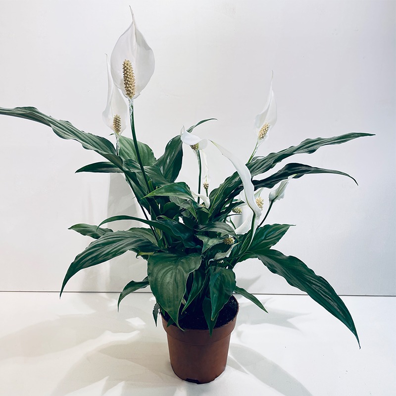 Spathiphyllum, Fleur de lune - Vente en ligne au meilleur prix