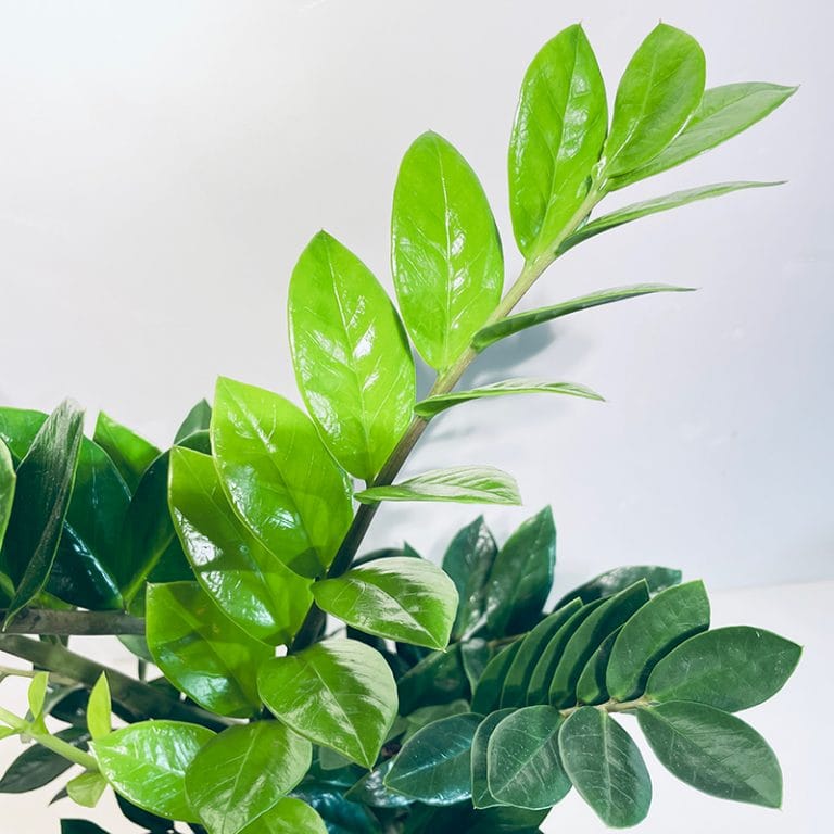 Zamioculcas - Plante d'intérieur zamioculcas succulente