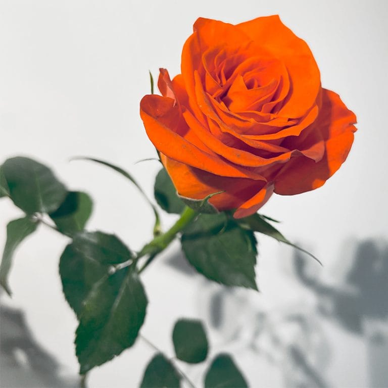 Symphonie de roses chaleureuses oranges une tige