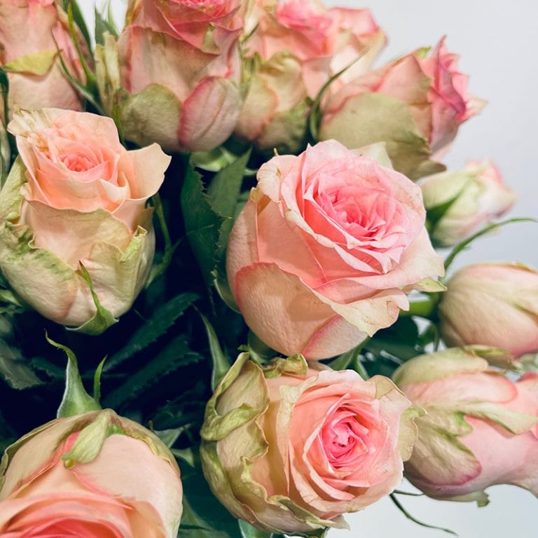symphonie de roses roses boutons