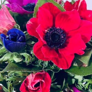 Anémone Fleur de France pour une Saint Valentin sans Roses