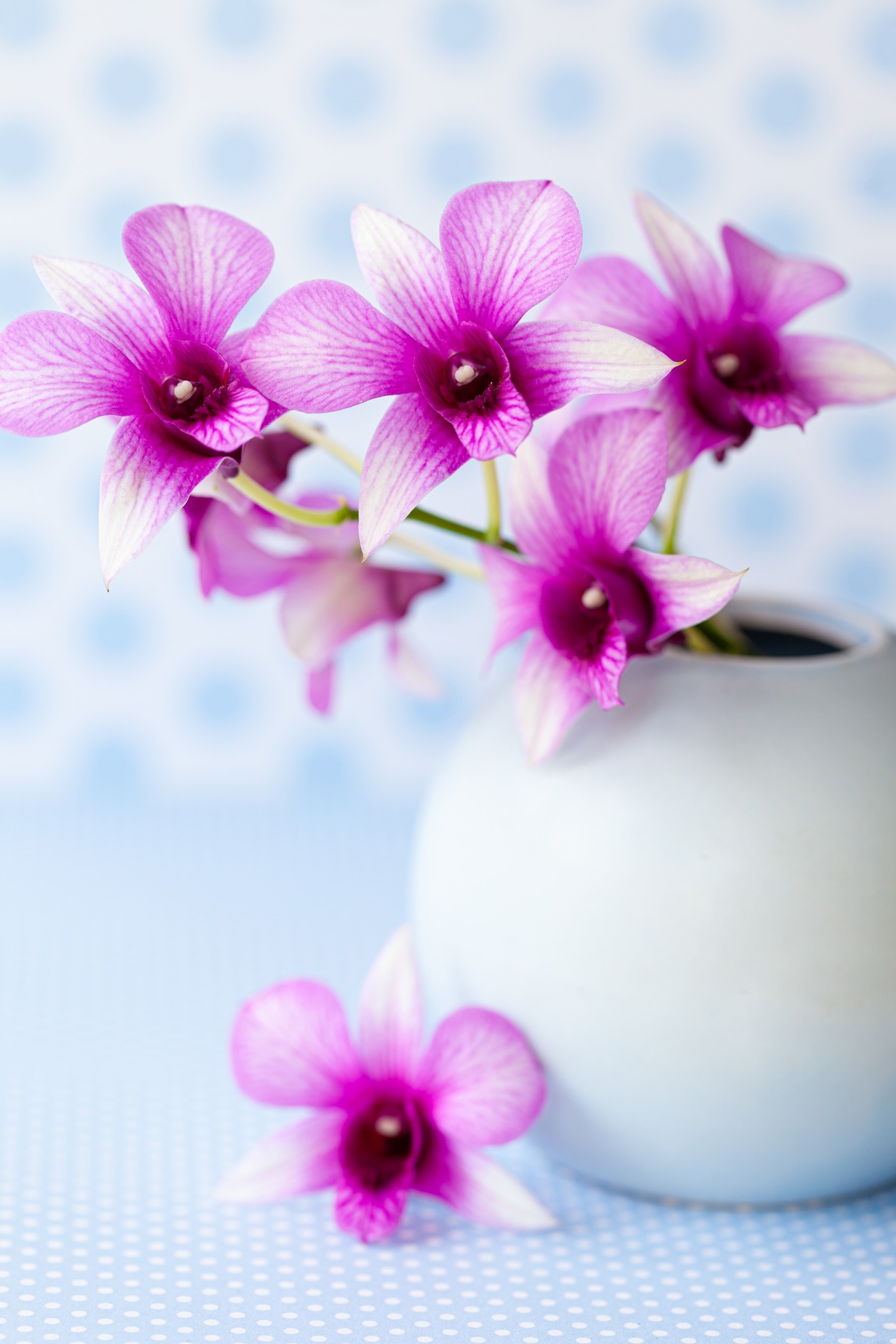 Orchidee Plus De Fleurs