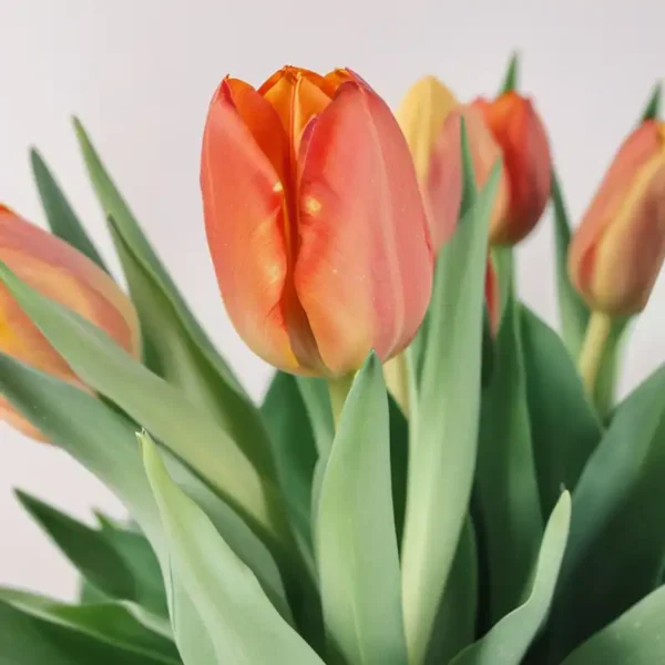 tulipes bouquet chaleureux orange jaune