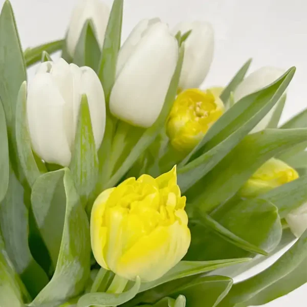 bouquet de Tulipes vanille jaunes et blanches coupées