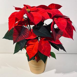 Poisettia rouge Noël