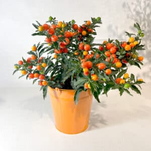 Pommier d'amour aux baies oranges