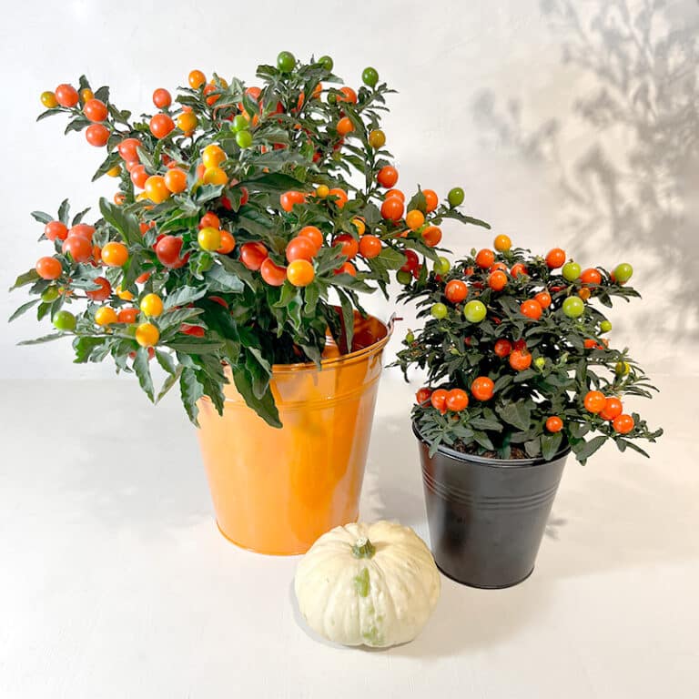 Pommier d'amour Solanum deux tailles