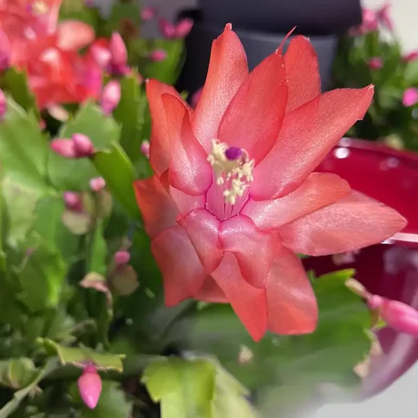 cactus de noel Schlumbergera plante