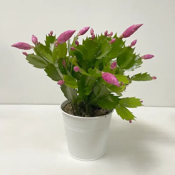 commande en ligne de cactus de noel Schlumbergera plante à fleurs rose