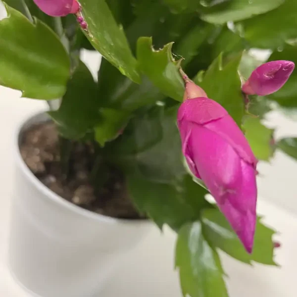 Livraison à domicile de cactus de noel Schlumbergera plante à fleurs rose