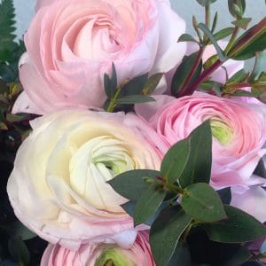 Livraison de Renoncules roses fleurs de printemps et d'hiver