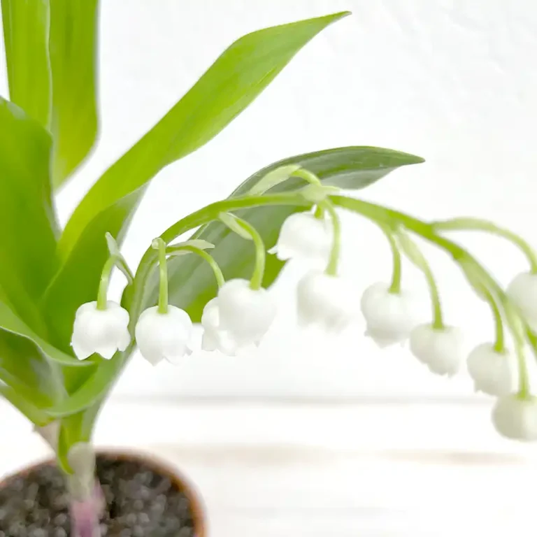 Pot de clochettes de Muguet en livraison pour le 1er mai
