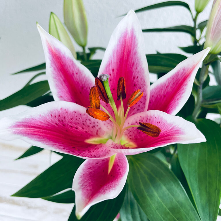 Livraison de lys rose à planter en pot en fleurs