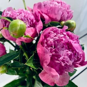 Boutons de Pivoines fuchsias en livraison pour la fête des mères