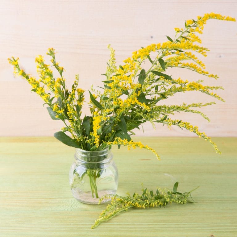 La fleur de Mimosa : du soleil en plein hiver ! solidago mimosa