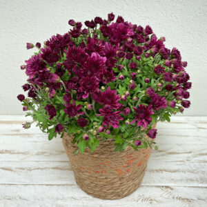 Chrysanthème rouge en pot pour la Toussaint