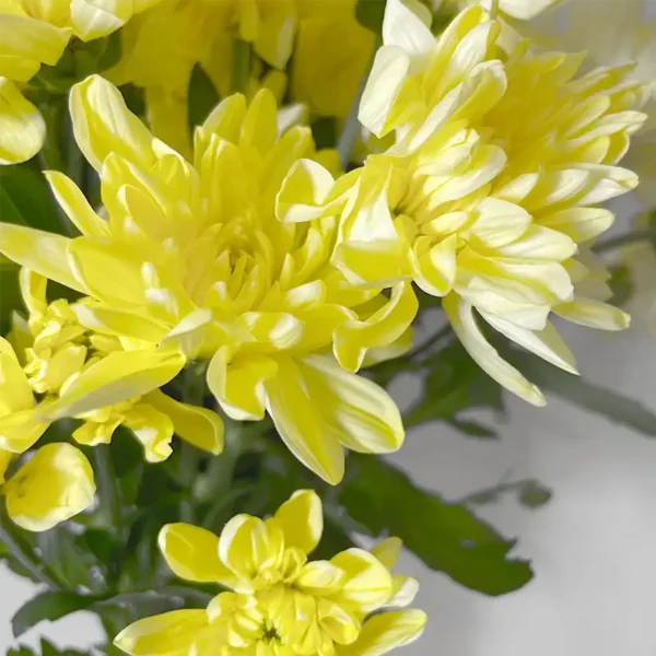 livraison de de bouquet de chrysanthèmes tokyos jaunes
