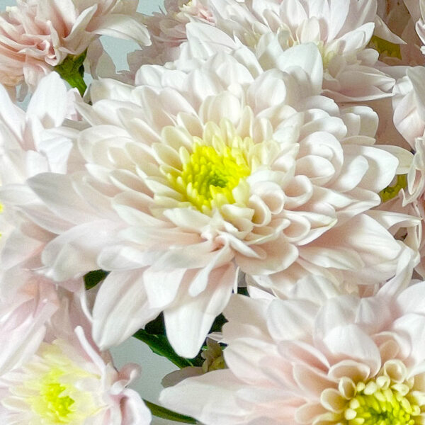 livraison de de bouquet de chrysanthèmes tokyos saumons