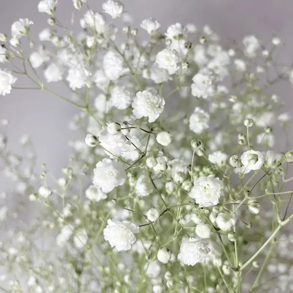 livraison de bouquet de gypsophile blanc