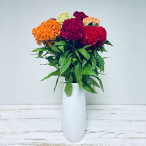 célosie bouquet multicolor