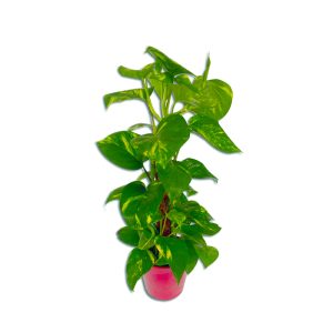 pothos epipremnum plante verte