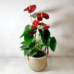 anthurium rouge en panier