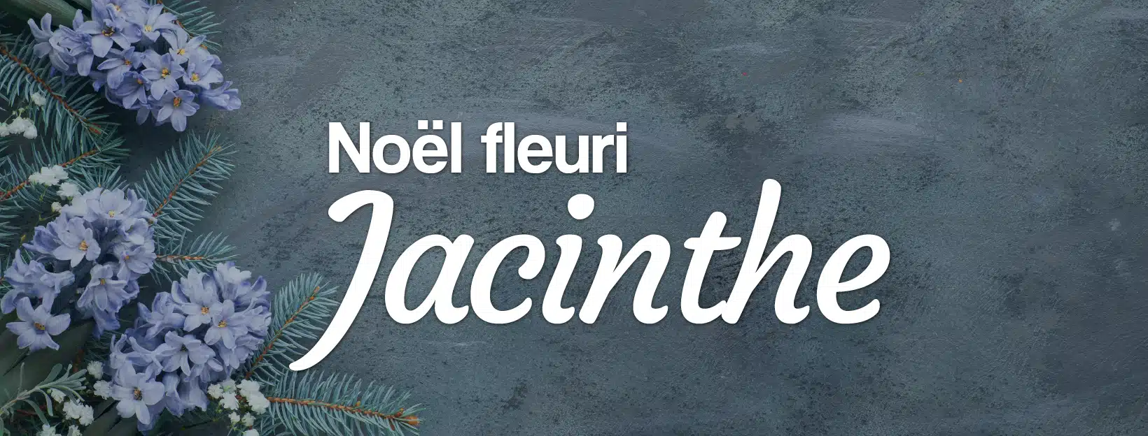 La jacinthe fleurie de Noël