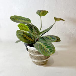 marantha petit cache pot vannerie