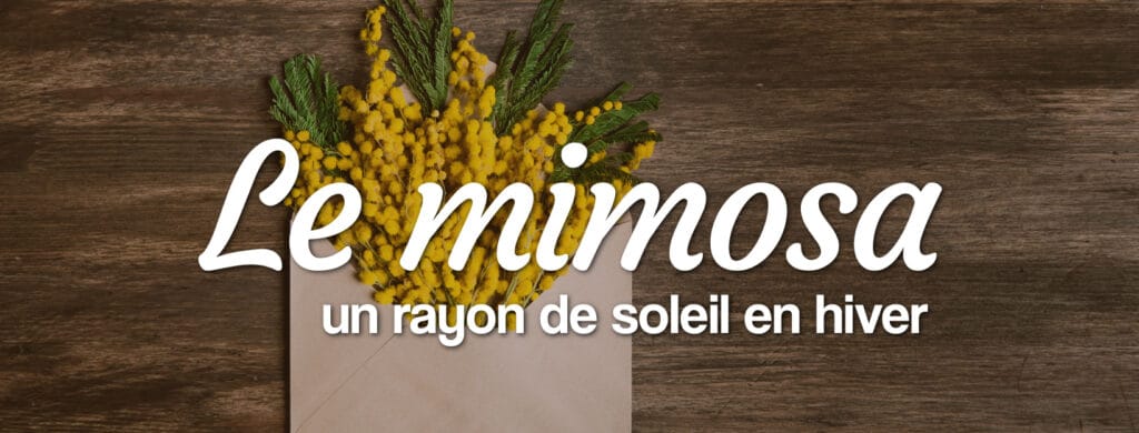 Mimosa : fleur d'hiver de saison locale et Française