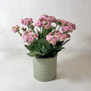 petit cache-pot vert Kalanchoë petit pot rose tendre