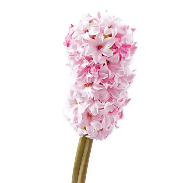 pink hyacinth